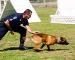 K-9 Photo