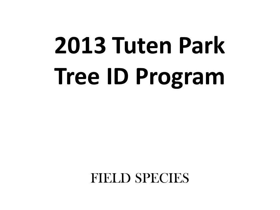 Tuten Park Tree ID 1