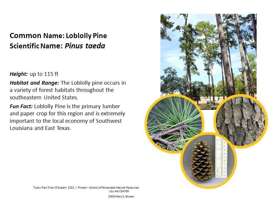 Tuten Park Tree ID Slide 2