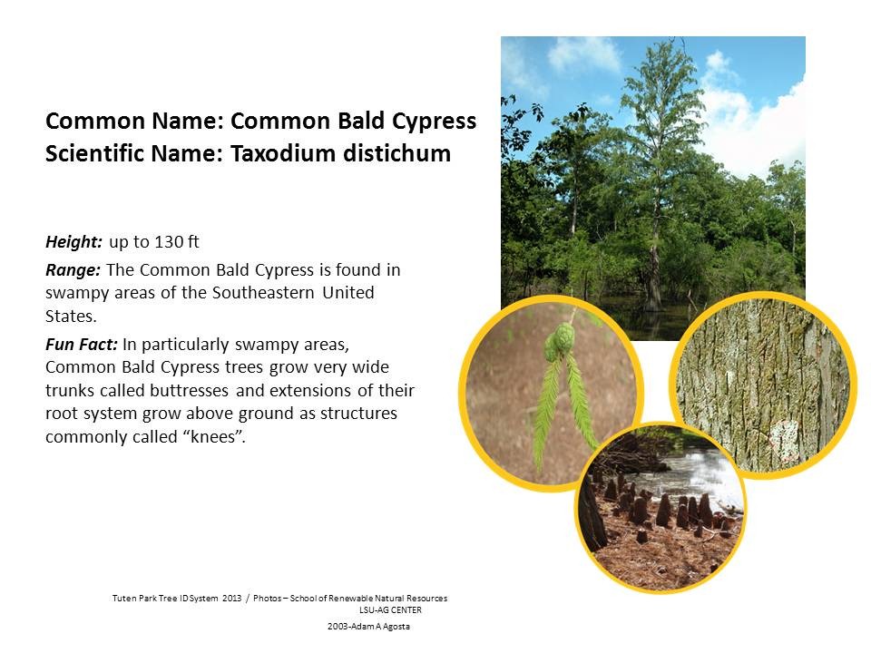 Tuten Park Tree ID 3