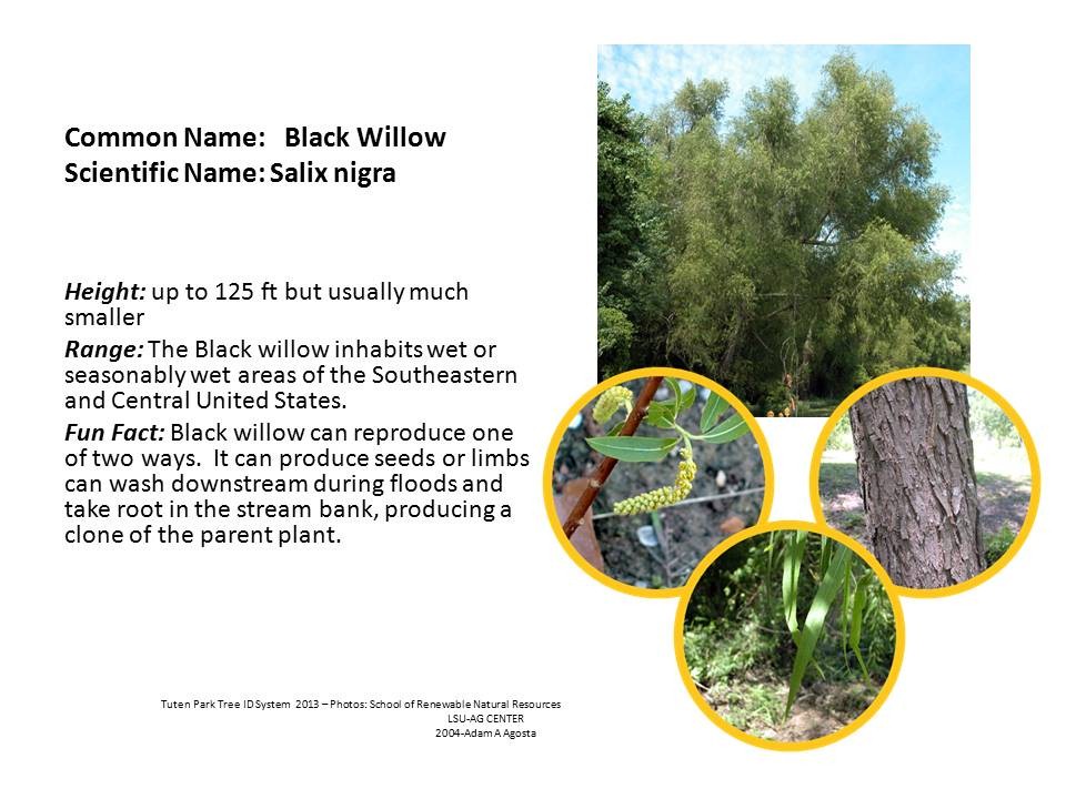 Tuten Park Tree ID 4