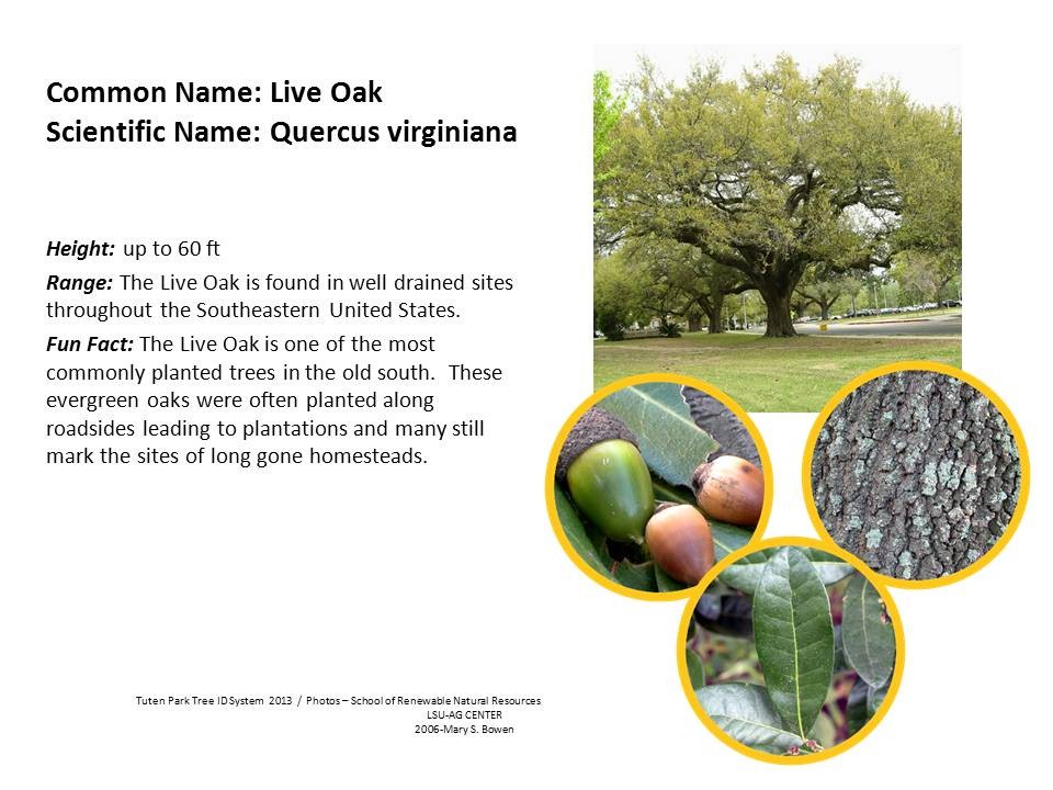 Tuten Park Tree ID 5