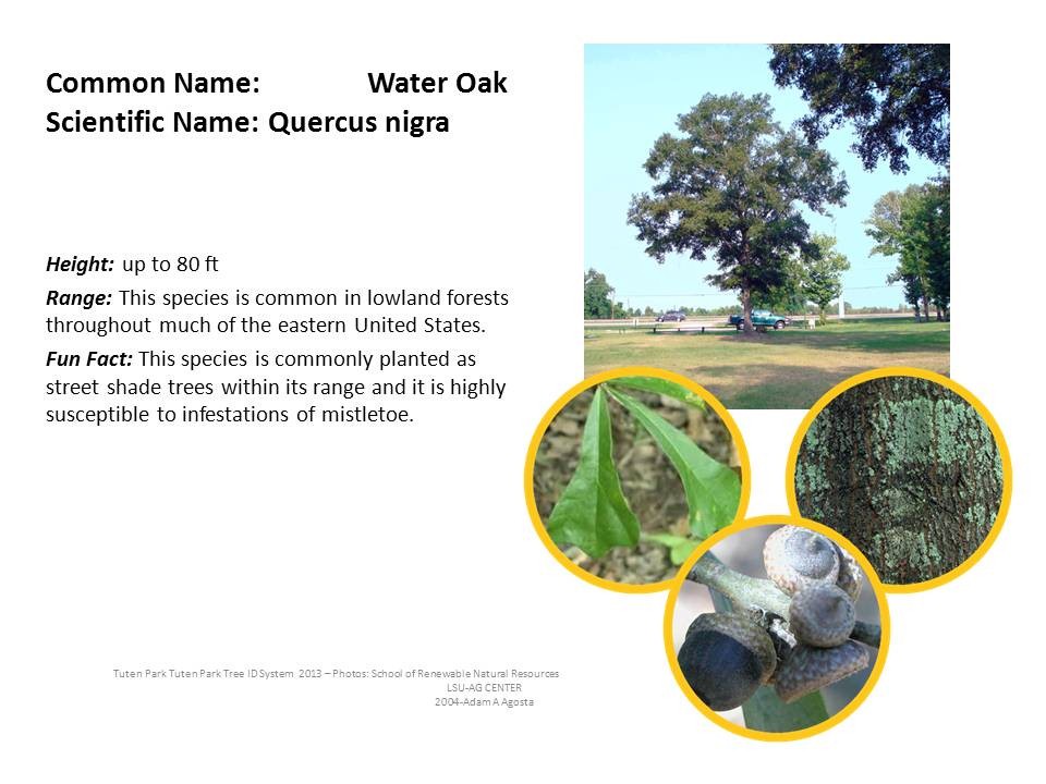 Tuten Park Tree ID 6