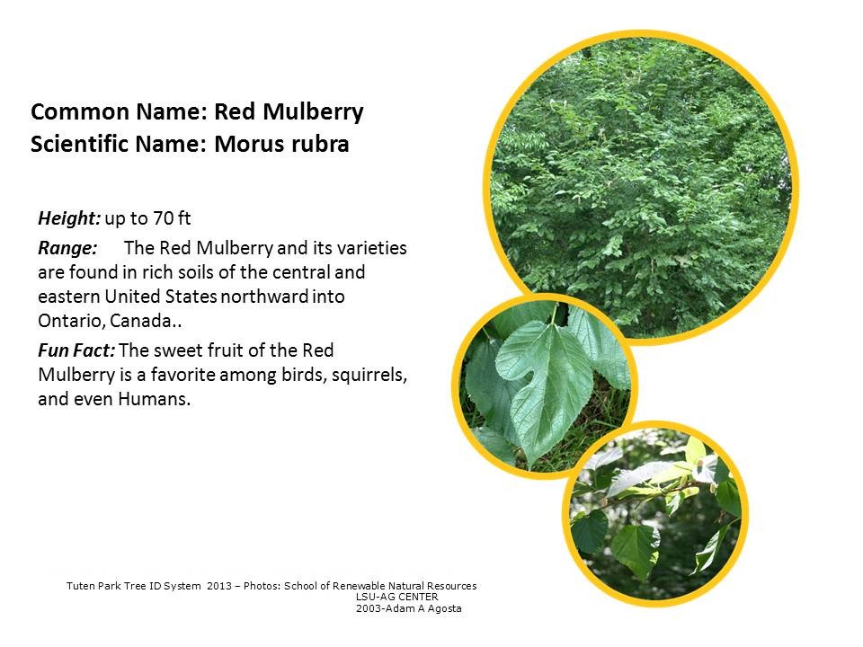 Tuten Park Tree ID 8