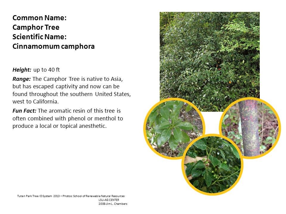 Tuten Park Tree ID 9