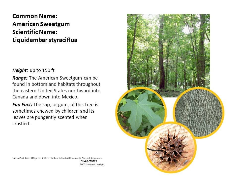 Tuten Park Tree ID 10