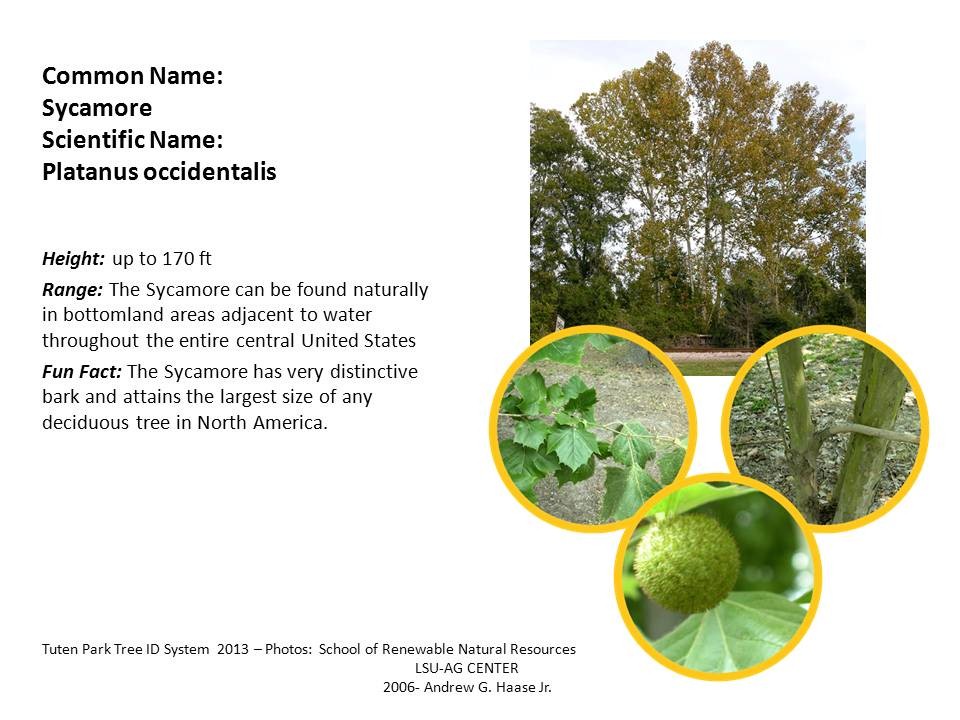 Tuten Park Tree ID 11
