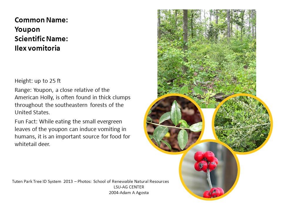 Tuten Park Tree ID 12