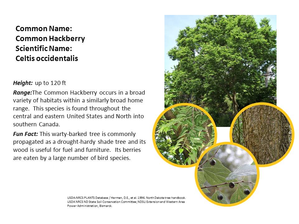 Hackberry Tree ID Tuten Park