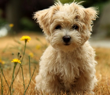 Dog 2